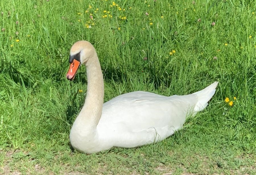 Schwan